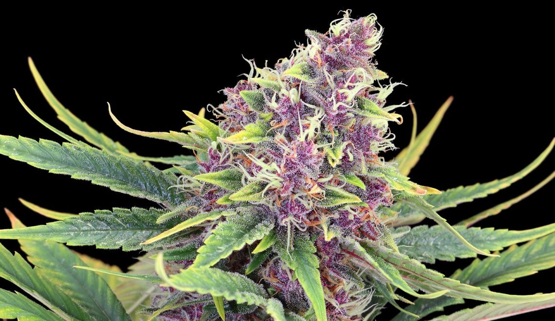 purple kush, purple weed, purple kush strain, purple kush seed, purple samen, purple hanf samen, hanf samen purple, cannabis samen purple, purple kush seed strain, purple kush strain