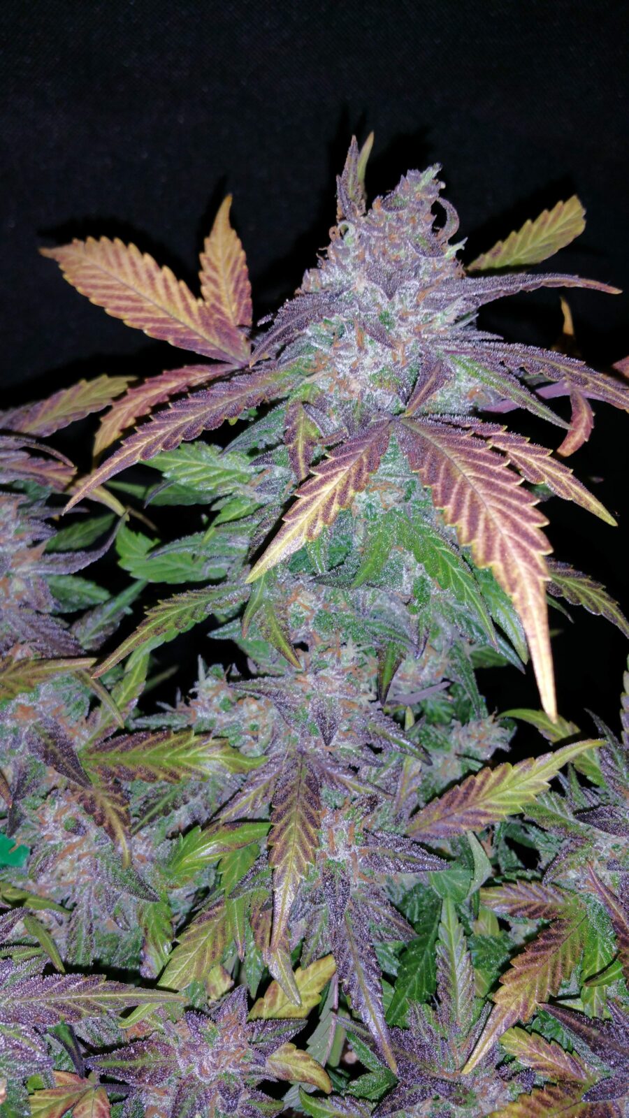 Auto Fastberry, fastberries, fastberry, fastberry 420, fastberry auto, Fastberry Auto Fast Buds, fastberry auto grow diary, fastberry auto seeds, Fastberry Auto Strain, fastberry autoflower, fastberry autoflowering, fastberry automatic, fastberry deutschland, fastberry fastbuds, fastberry seeds, fastberry strain, fastbuds fastberry