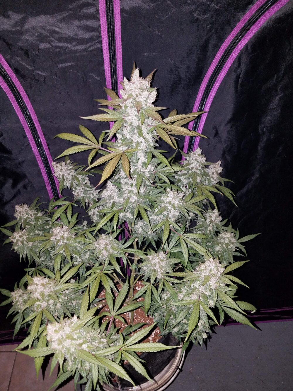 auto girl scout cookies seeds, auto seeds girl scout cookies, best girl scout cookies seeds feminized, cannabis girl scout cookies seeds, cannabis strain girl scout cookies, cookie seed, cookies seeds, euro girl scout, fast buds girl scout cookies autoflowering feminised seeds, girl scout cookie, girl scout cookie strain, girl scout cookie weed, Girl Scout Cookies, girl scout cookies auto, girl scout cookies deutschland, girl scout cookies seed, girl scout cookies seeds, Girl Scout Cookies Strain, girl scout cookies wirkung, girl scout seeds, girls scout cookies, girlscout cookies, Girlscout cookies strain