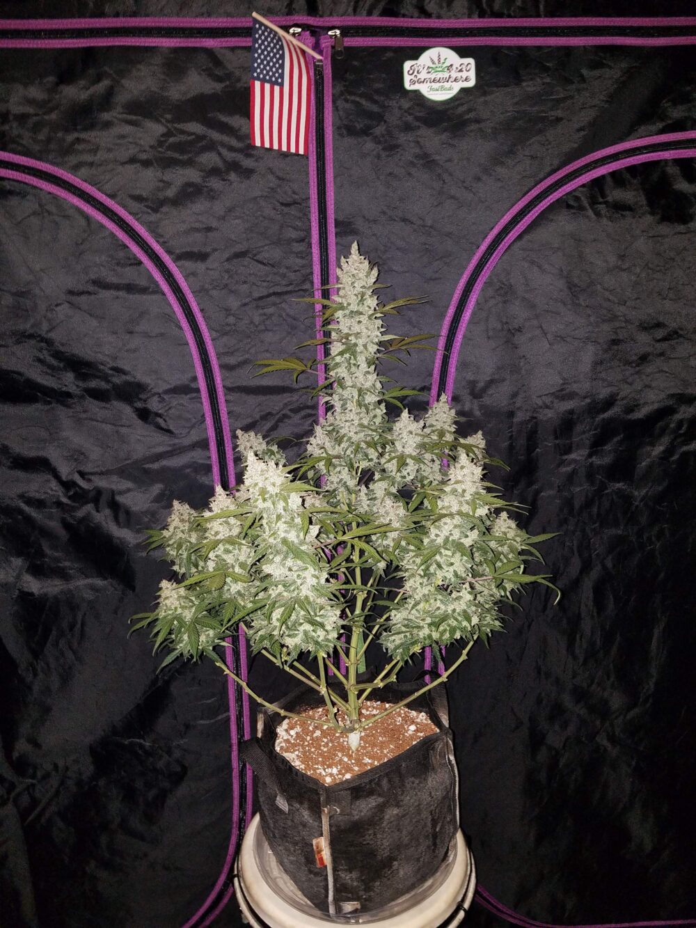 auto girl scout cookies seeds, auto seeds girl scout cookies, best girl scout cookies seeds feminized, cannabis girl scout cookies seeds, cannabis strain girl scout cookies, cookie seed, cookies seeds, euro girl scout, fast buds girl scout cookies autoflowering feminised seeds, girl scout cookie, girl scout cookie strain, girl scout cookie weed, Girl Scout Cookies, girl scout cookies auto, girl scout cookies deutschland, girl scout cookies seed, girl scout cookies seeds, Girl Scout Cookies Strain, girl scout cookies wirkung, girl scout seeds, girls scout cookies, girlscout cookies, Girlscout cookies strain